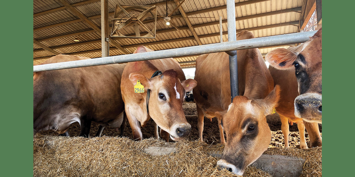hunter industrial hvls fans dairy farm