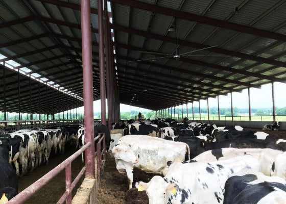 cattle fans