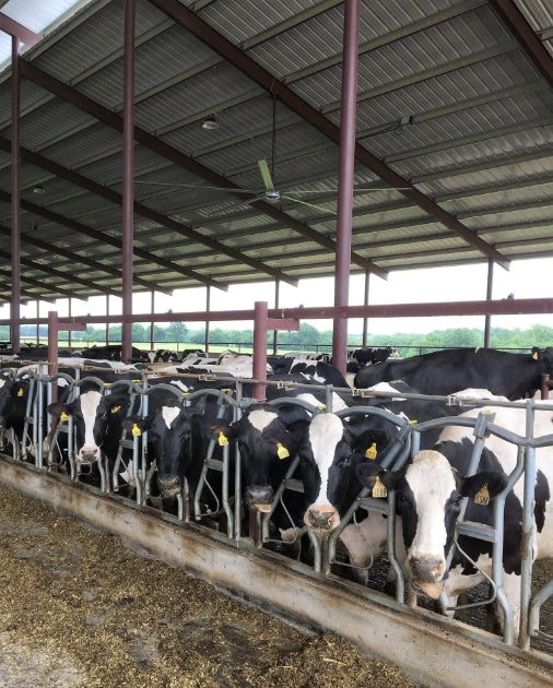 livestock fans